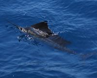 stuart fl fishing 12 20221010