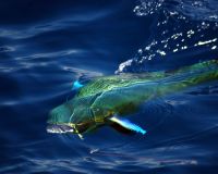 stuart fl fishing 15 20221010