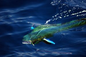 stuart fl fishing 15 20221010