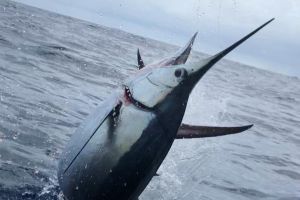 stuart fl fishing 42 20220930