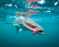 stuart fl fishing 5 20221010